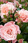ROSA TICKLED PINK