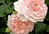 CLOSE UP OF ROSA WILDEVE FLOWERS