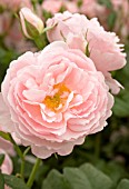 ROSA SCEPTERD ISLE
