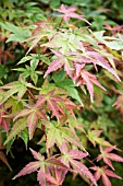 ACER PALMATUM DESHOJO