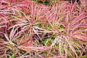 ACER PALMATUM DISSECTUM STELLA ROSE