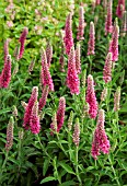 VERONICA SPICATA HEIDEKIND