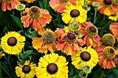 HELENIUM SAHINS EARLY FLOWERING
