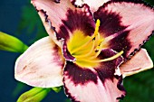 HEMEROCALLIS WILD MUSTANG