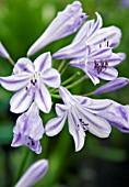AGAPANTHUS BLUE PRINCE