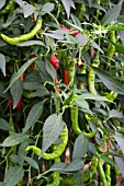 CHILI PEPPER BANGALORE TORPEDO