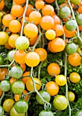 TOMATO YELLOW CURRANT