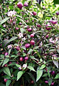CHILI PEPPER FILIUS BLUE
