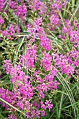 LYTHRUM SALICARIA SWIRL