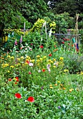 MIXED FLOWER BORDER IN WALLED KITCHEN GARDEN IN EARLY SUMMER
