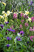 MIXED SPRING BORDER WITH CENTAUREA,  AQUILEGIAS AND VERBASCUM