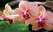 PHALAENOPSIS BROTHER SHOWPIECE