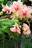 PHALAENOPSIS BROTHER SHOWPIECE, (ORCHID BROTHER SHOWPIECE)