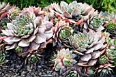 SEMPERVIVUM MERLIN