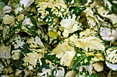 HEDERA HELIX MIDAS TOUCH