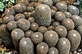 SULCOREBUTIA ARENACEA