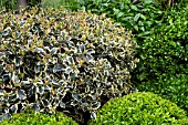 ILEX AQUIFOLIUM ARGENTEA MARGINATA WITH BUXUS SEMPERVIRENS IN TOPIARY FORM