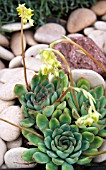 ECHEVERIA ALBICANS X LINDSAYANA