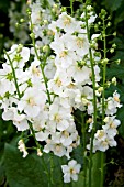 VERBASCUM PHOENICEUM HUSH OF WHITE