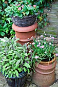 HERBS AND STRAWBERRIES GROWN IN CONTAINERS ON PATIO