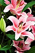 LILIUM ORIENTAL WILLEKE ALBERTI