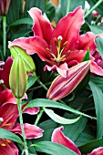 LILIUM ORIENTAL BERNINI