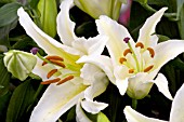 LILIUM ORIENTAL POMPEI