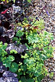 HEUCHERA FOLIAGE WITH ALCHEMILLA MOLLIS AGAINST GRAVEL PATH