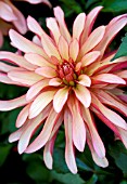 DAHLIA GALLERY ART DECO