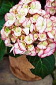HYDRANGEA MACROPHYLLA RIPPLE