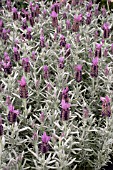 LAVANDULA STOECHAS  SILVER ANOUK