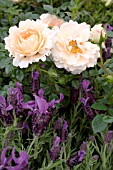 ROSA GOODLUCK WITH LAVANDULA STOECHAS AVENUE ALEXANDRA