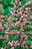 AGASTACHE SCROPHULARIIFOLIA TANGERINE DREAMS