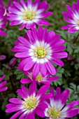 ANEMONE BLANDA RADAR
