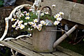 OLD FASHIONED WATERING CAN USED AS PLANTER