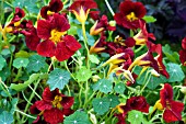 TROPAEOLUM MAJUS BLACK VELVET