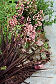 CORDYLINE AUSTRALIS FIRECRACKER WITH HEUCHERA FIRECRACKER
