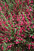CYTISUS BOSKOOP RUBY