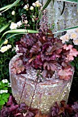 HEUCHERA PEACH FLAMBE IN A CONTAINER