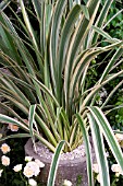 PHORMIUM COOKIANUM SUBSP. HOOKERI TRICOLOR