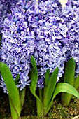 HYACINTH BLUE TANGO