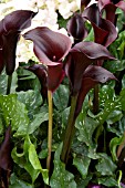 ZANTEDESCHIA HOT CHOCOLATE
