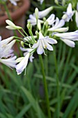 AGAPANTHUS SILVER BABY