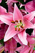 LILIUM ORIENTAL PINK EXPRESSION