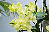 PHALAENOPSIS KUNGS GREEN STAR