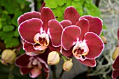 PHALAENOPSIS ELEGANT DEBORAH