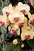 DORITAENOPSIS SIN YUAN GOLDEN BEAUTY