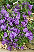 CAMPANULA X WOCKEI PUCK