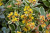 SEDUM KAMTSCHATICUM VAR KAMTSCHATICUM VARIEGATUM