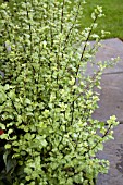 PITTOSPORUM TENUIFOLIUM WRINKLED BLUE